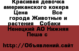 Красивая девочка американского кокера › Цена ­ 35 000 - Все города Животные и растения » Собаки   . Ненецкий АО,Нижняя Пеша с.